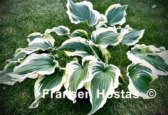 Hosta Coastal Treasure